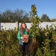 Саженец Фундук Каталонский